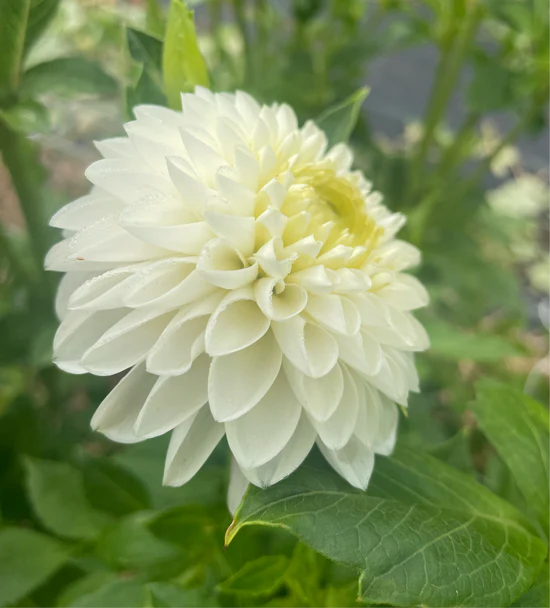 Dahlia Skeena Crystal