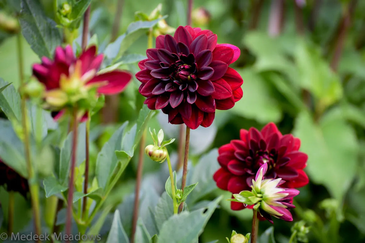 Dahlia Arabian Night