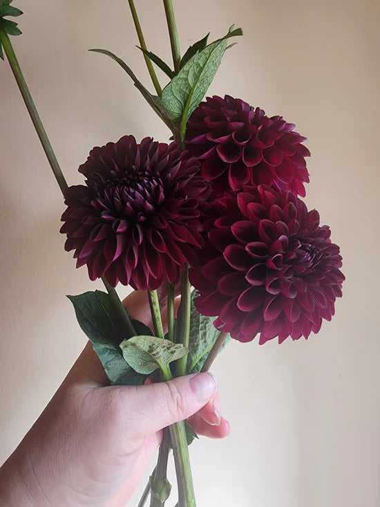 Dahlia Black Lars