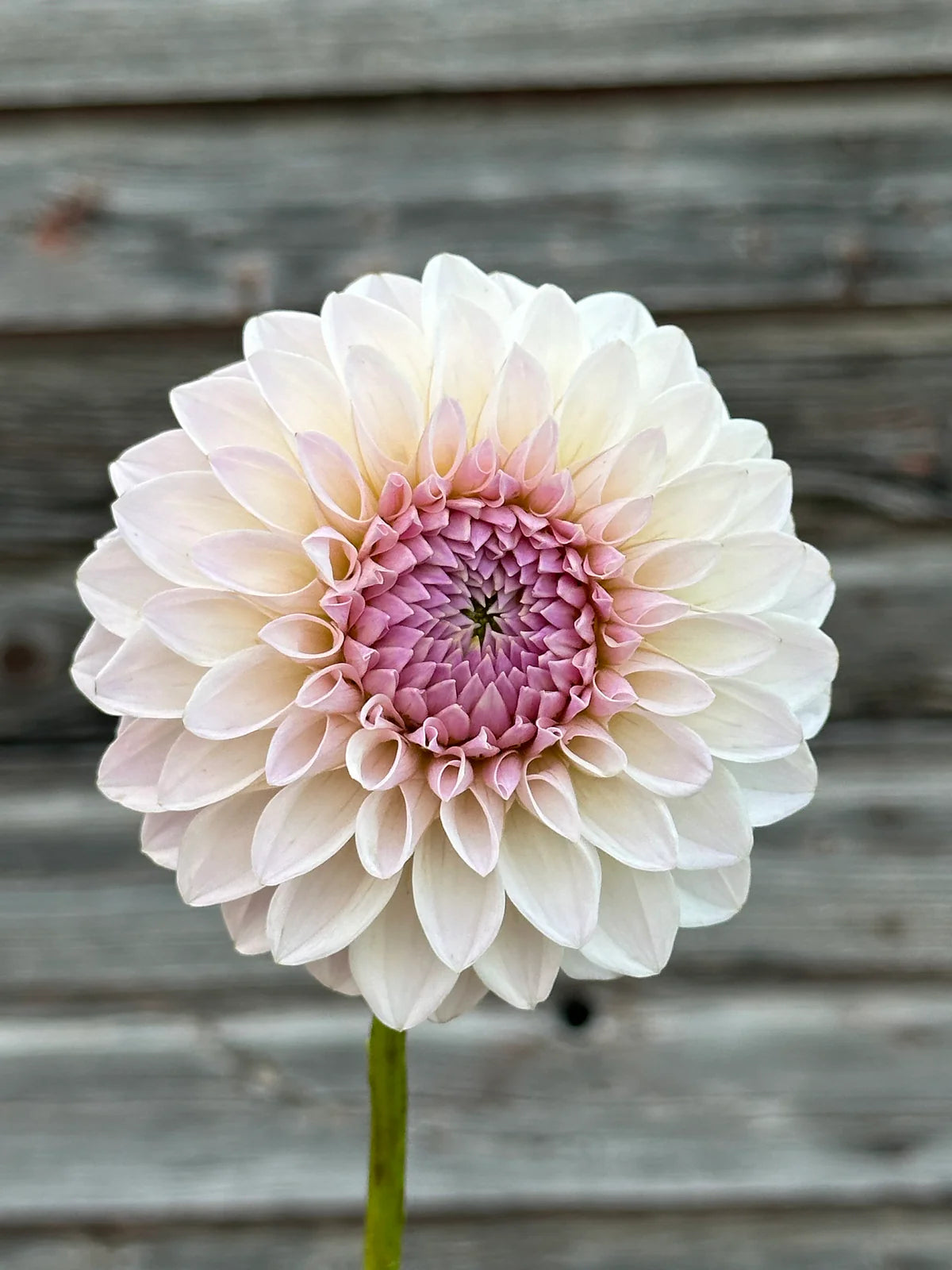 Dahlia Bloomquist Tory P