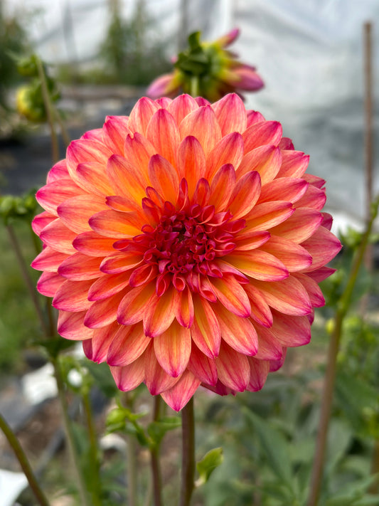 Dahlia September Morn