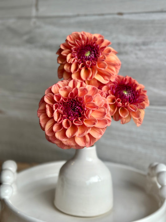 Dahlia Chewy