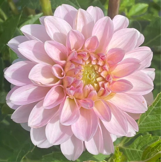 Dahlia Skeena Nana