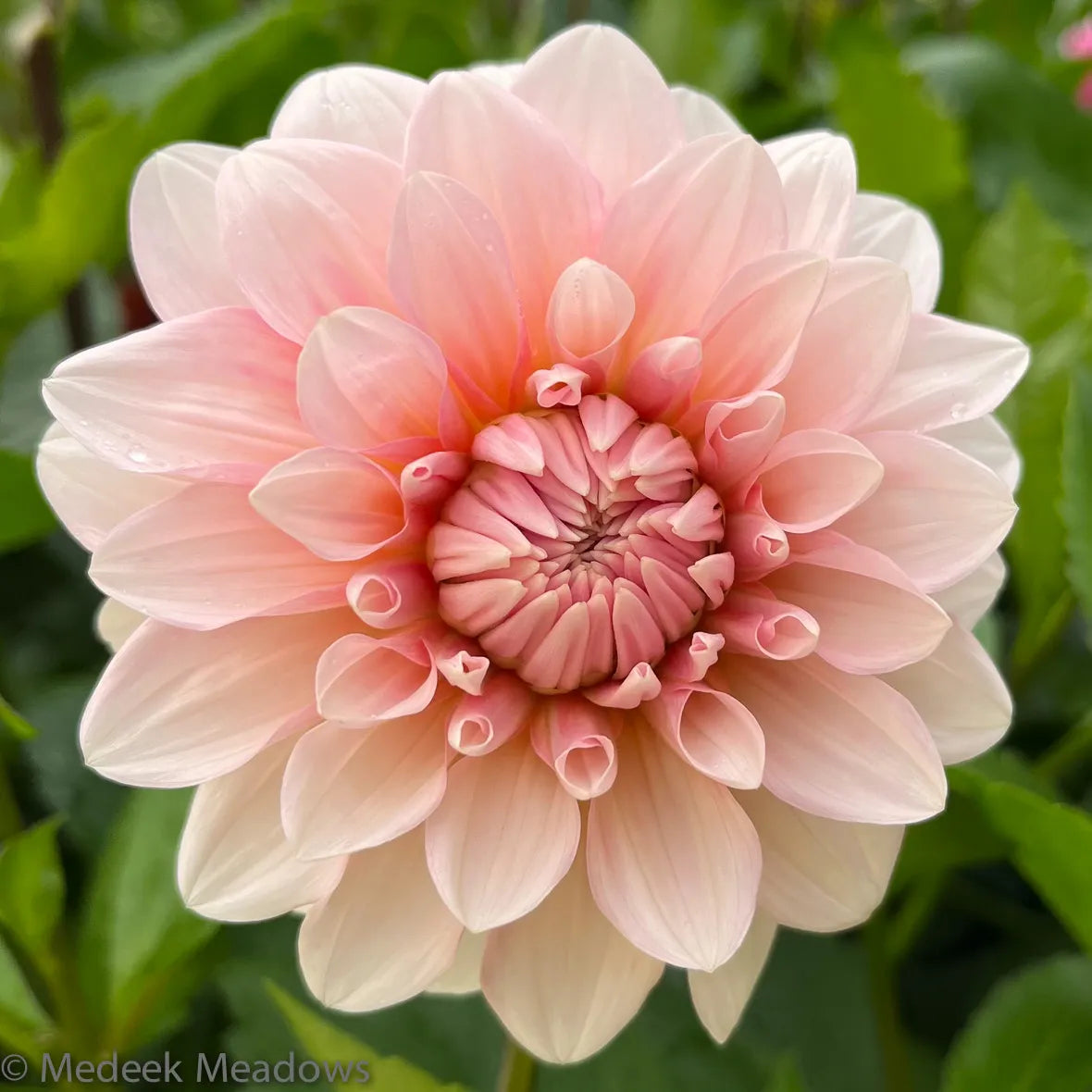 Dahlia Apple Blossom