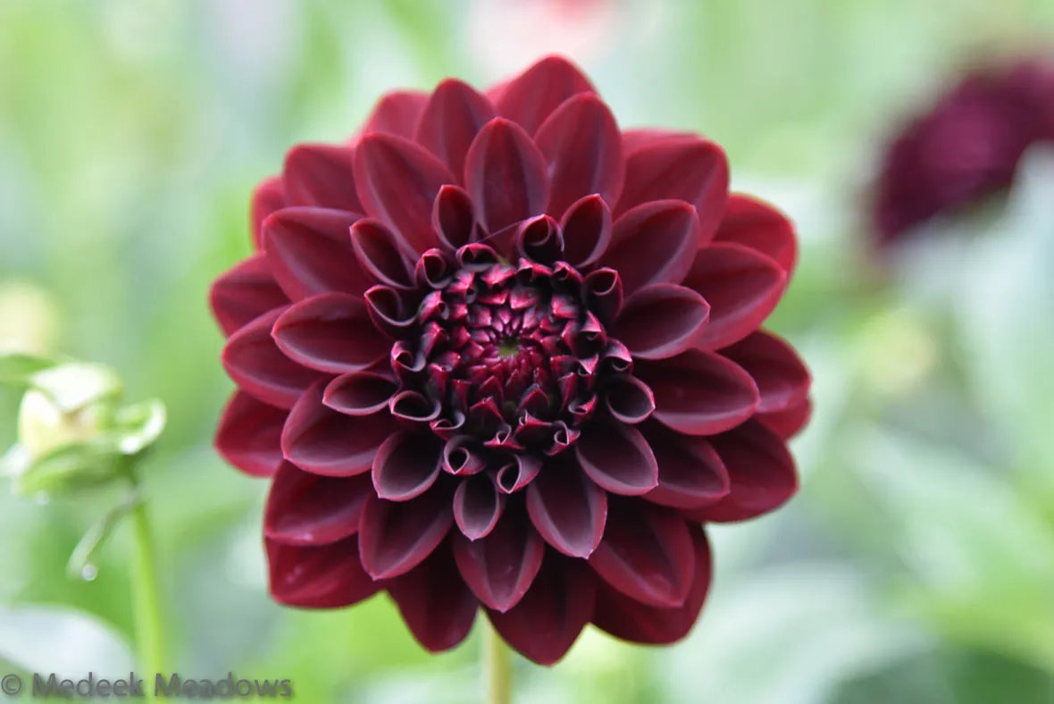 Dahlia Arabian Night