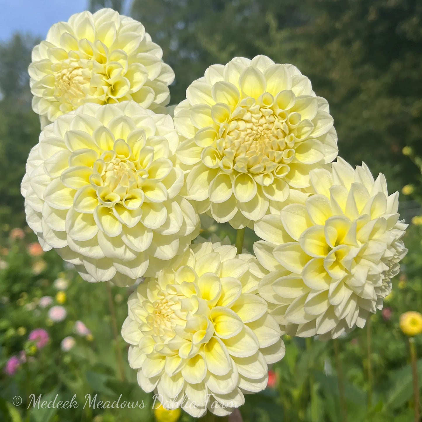 Dahlia Skeena Fairy Lights