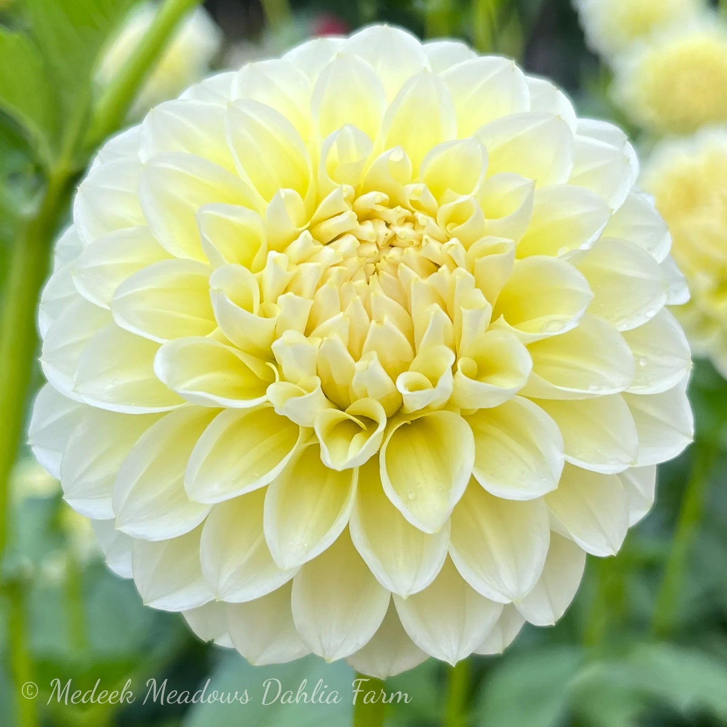 Dahlia Skeena Fairy Lights