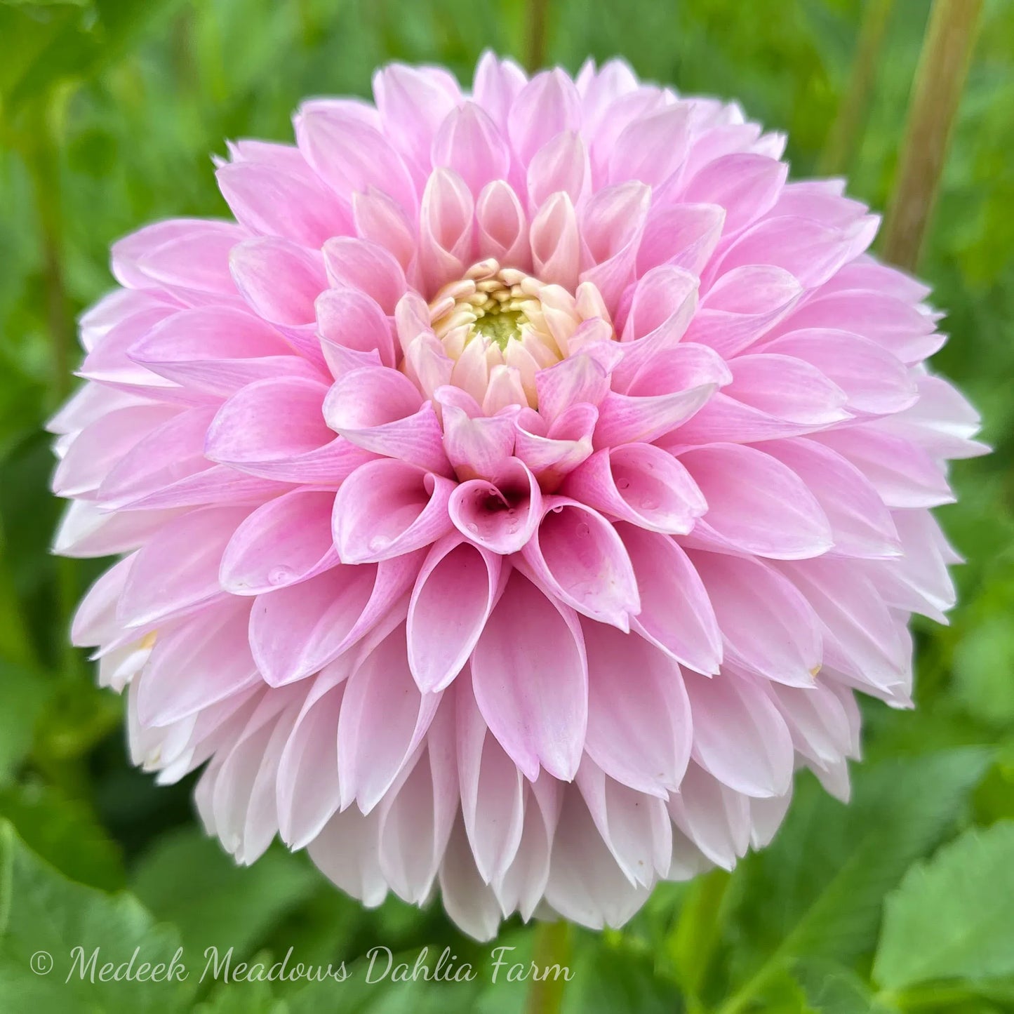 Dahlia Skeena Glitter