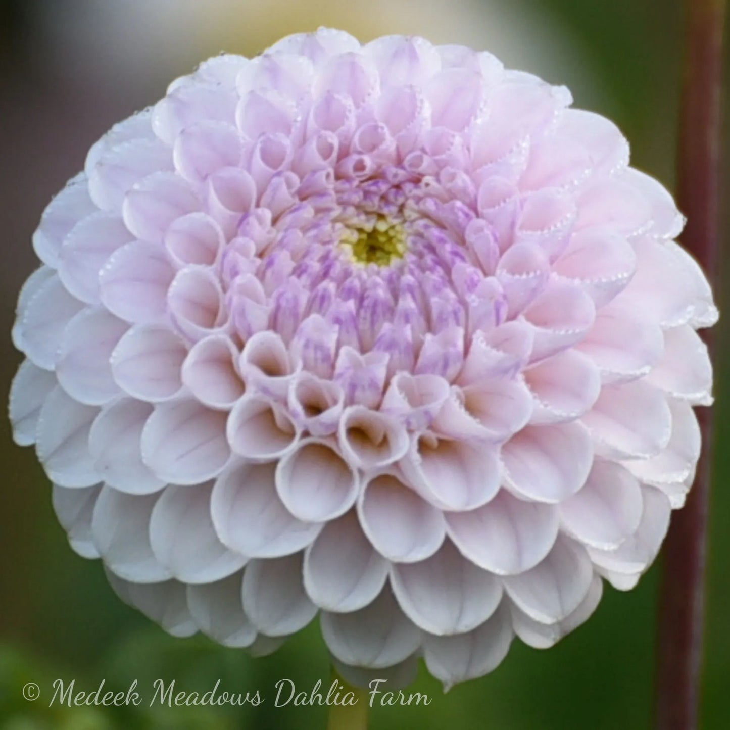 Dahlia Skeena Posh