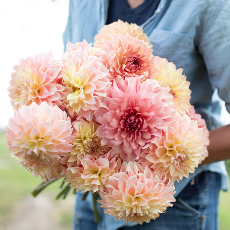 Dahlia Bloomquist Alan