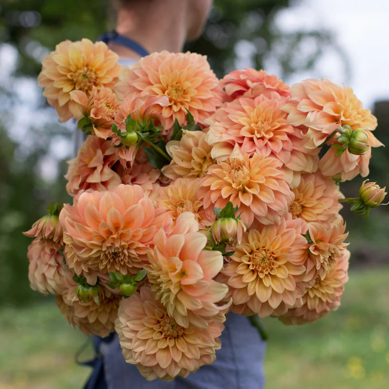 Dahlia Bracken Palomino