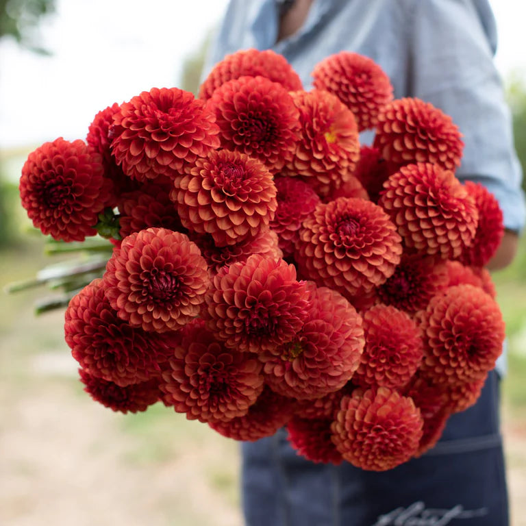 Dahlia Brown Sugar