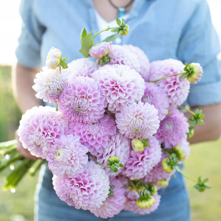 Dahlia Snoho Sonia