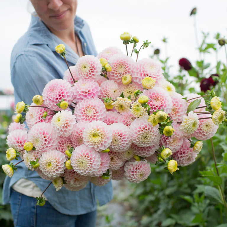 Dahlia Wizard of Oz