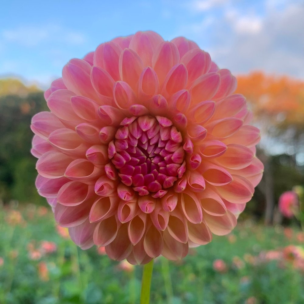 Dahlia Hapet Salmon