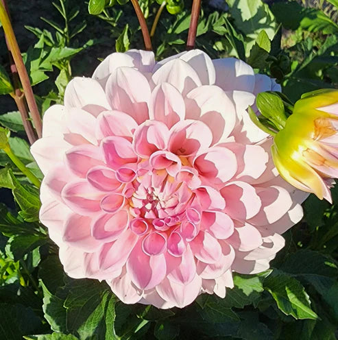 Dahlia Wizard of Oz