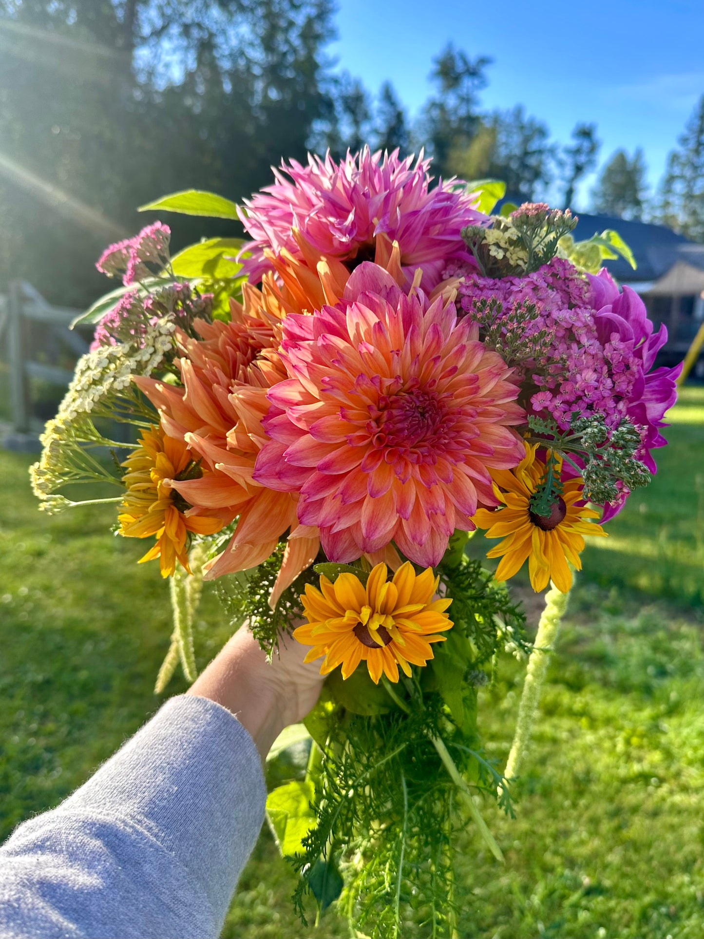 Dahlia Skeena Fairy Lights