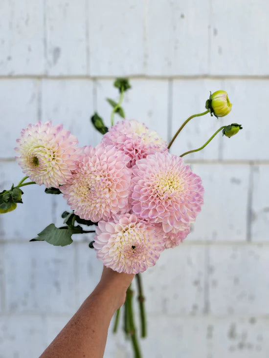 Dahlia Pink Pearl